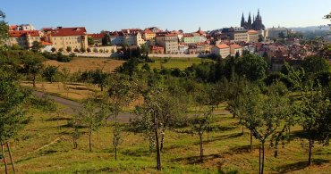 Praha spustila nový web k rozvoji zeleně v metropoli